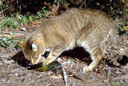 澳大利亚政府下令屠杀两百万只野猫 群众联名抗议_政策法规_宠物资讯_宠物家族网