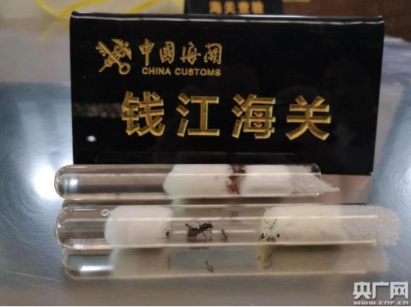 杭州海关首次截获十余只异类宠物蚁_政策法规_宠物资讯_宠物家族网
