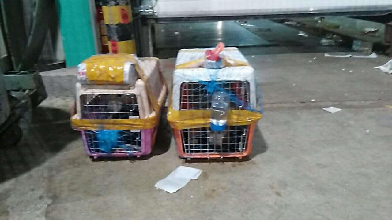 宠物可以快递吗，宠物怎么快递比较好？_政策法规_宠物资讯_宠物家族网