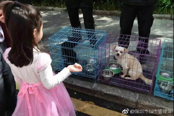 深圳将中华田园犬移出禁养名单_政策法规_宠物资讯_宠物家族网