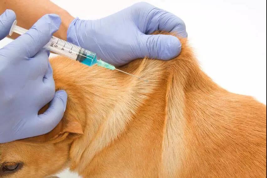 深圳将中华田园犬移出禁养名单_政策法规_宠物资讯_宠物家族网