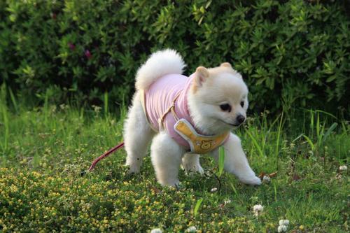 什么是犬口炎？狗狗发生犬口炎的原因有哪些？