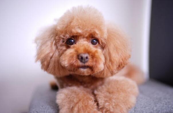 泰迪母犬多年不孕是怎么回事？有可能是这些原因造成的！