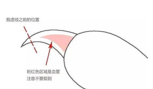 如何正确的给自家宠物剪指甲？剪到血线了怎么办？