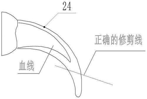 如何正确的给自家宠物剪指甲？剪到血线了怎么办？