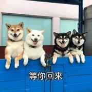 第二例“阳性狗”，跨越种族的抗疫统一战线！