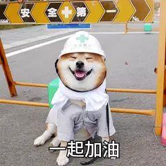 第二例“阳性狗”，跨越种族的抗疫统一战线！