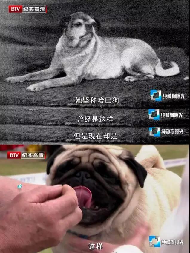 纯种狗的悲哀：人类是如何让它们走上绝路的？