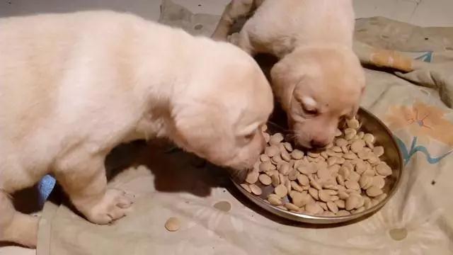刚断奶的狗狗，吃奶糕还是幼犬粮好？这两种狗粮有什么区别？