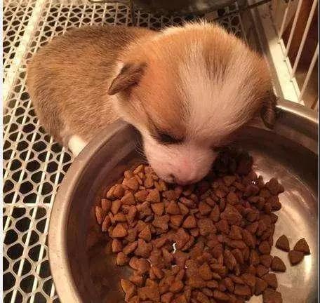 刚断奶的狗狗，吃奶糕还是幼犬粮好？这两种狗粮有什么区别？