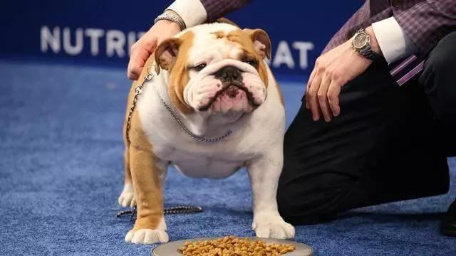 英国斗牛犬的4大缺点，易生病不听话！