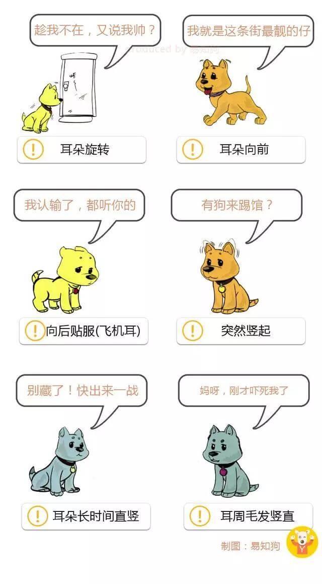 学会狗语言，读懂你的狗——狗狗的喜怒哀乐不用猜