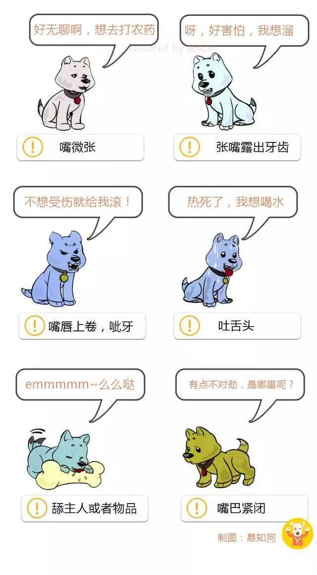学会狗语言，读懂你的狗——狗狗的喜怒哀乐不用猜