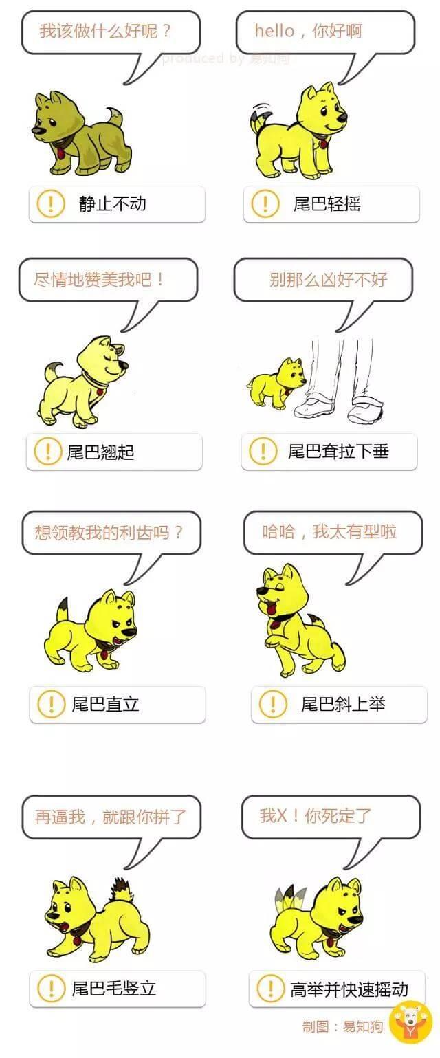 学会狗语言，读懂你的狗——狗狗的喜怒哀乐不用猜