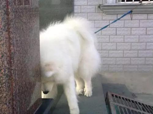 狗狗的求助信号，你看懂了吗？