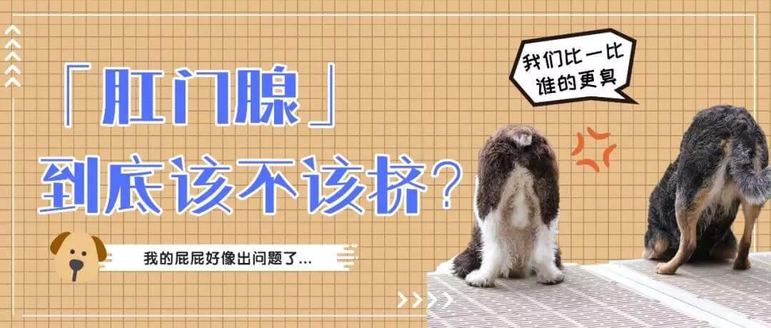 比屎臭N倍的肛门腺，到底该不该挤？