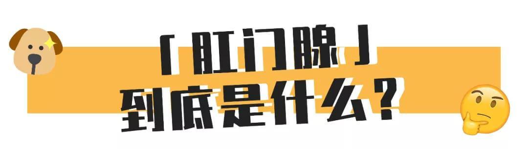 比屎臭N倍的肛门腺，到底该不该挤？