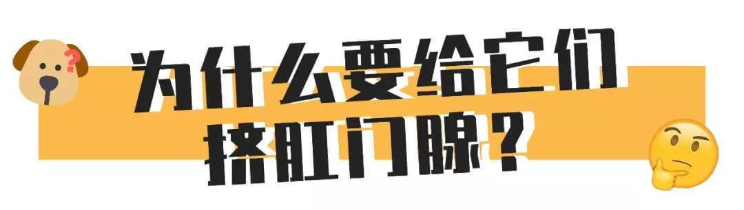 比屎臭N倍的肛门腺，到底该不该挤？