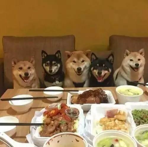 狗狗叹气是什么原因？