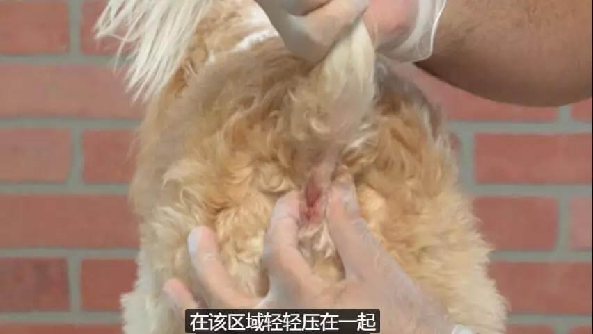 比屎臭N倍的肛门腺，到底该不该挤？