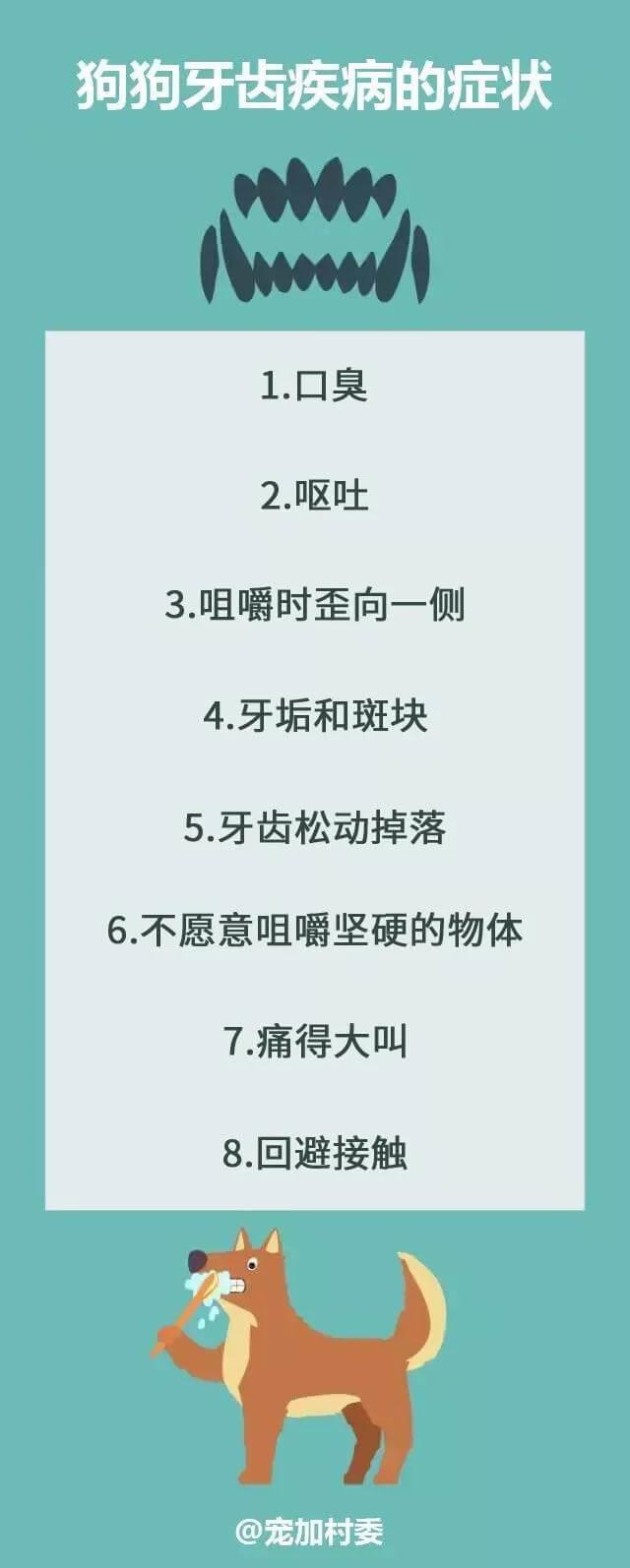 口腔疾病！80%以上的成犬都有这个问题