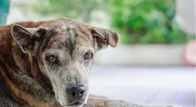 老年犬排尿增多？可能是慢性肾衰竭，治疗狗狗需要分两阶段
