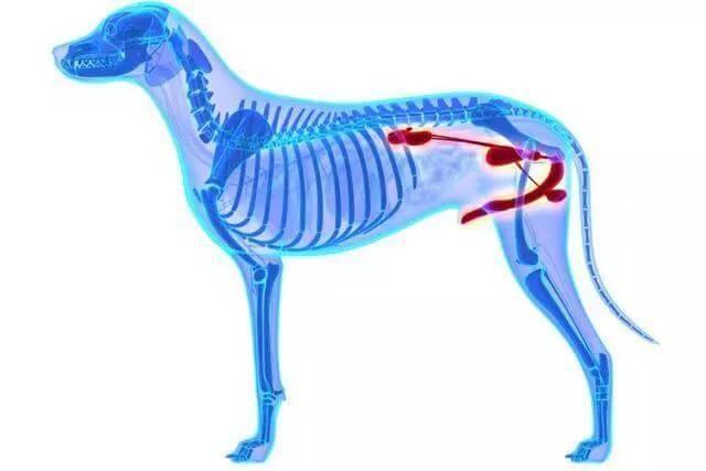 老年犬排尿增多？可能是慢性肾衰竭，治疗狗狗需要分两阶段