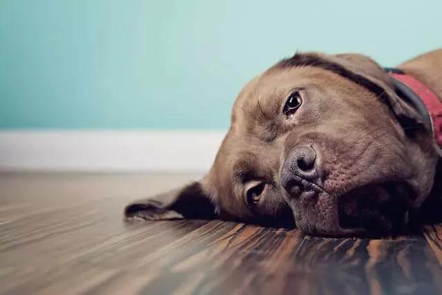 老年犬排尿增多？可能是慢性肾衰竭，治疗狗狗需要分两阶段