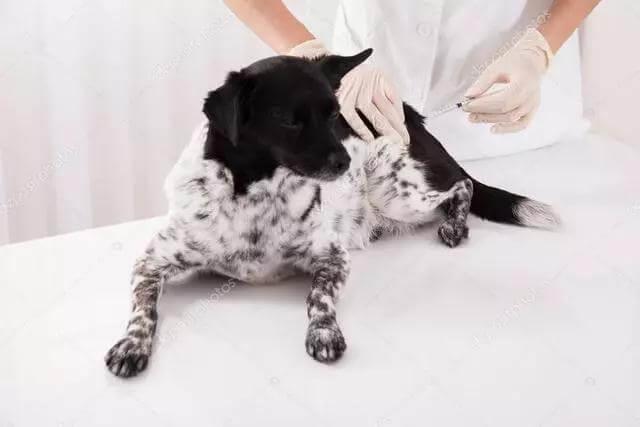 老年犬排尿增多？可能是慢性肾衰竭，治疗狗狗需要分两阶段