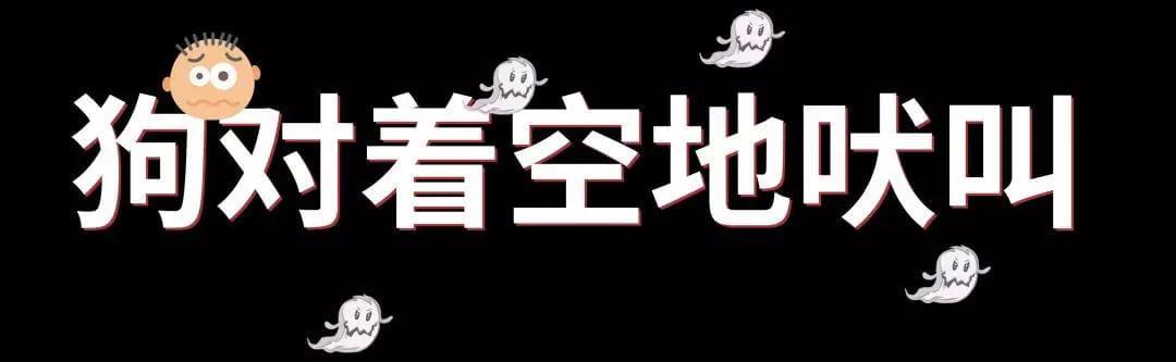 好吓人！我的狗为什么总是冲着空地叫！？