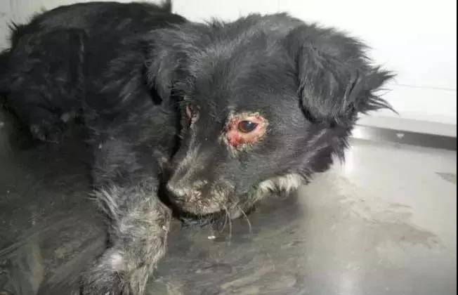犬瘟热是什么，教你全面了解犬瘟热！