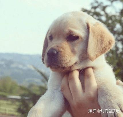 学会怎么科学喂养， 你的拉布拉多离赛级犬不远了