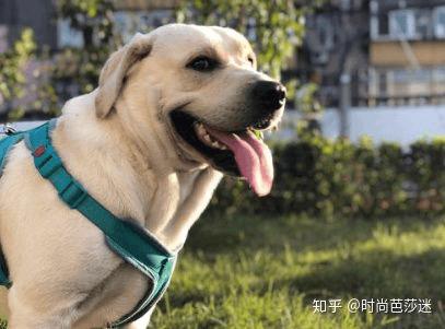 学会怎么科学喂养， 你的拉布拉多离赛级犬不远了