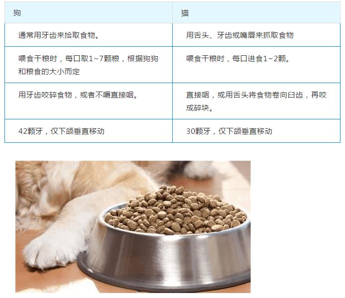 狗狗和猫咪在饮食上原来有这么多不同！