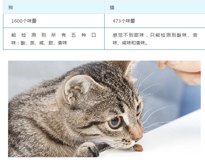 狗狗和猫咪在饮食上原来有这么多不同！