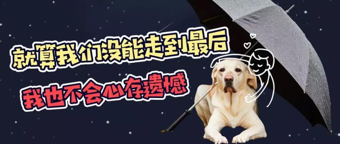 什么是老年犬症候群？主人需要做些什么？