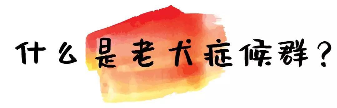 什么是老年犬症候群？主人需要做些什么？