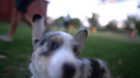什么是老年犬症候群？主人需要做些什么？