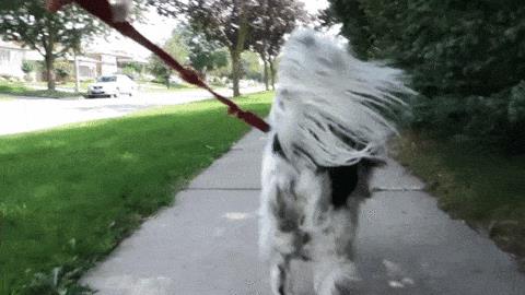 什么是老年犬症候群？主人需要做些什么？