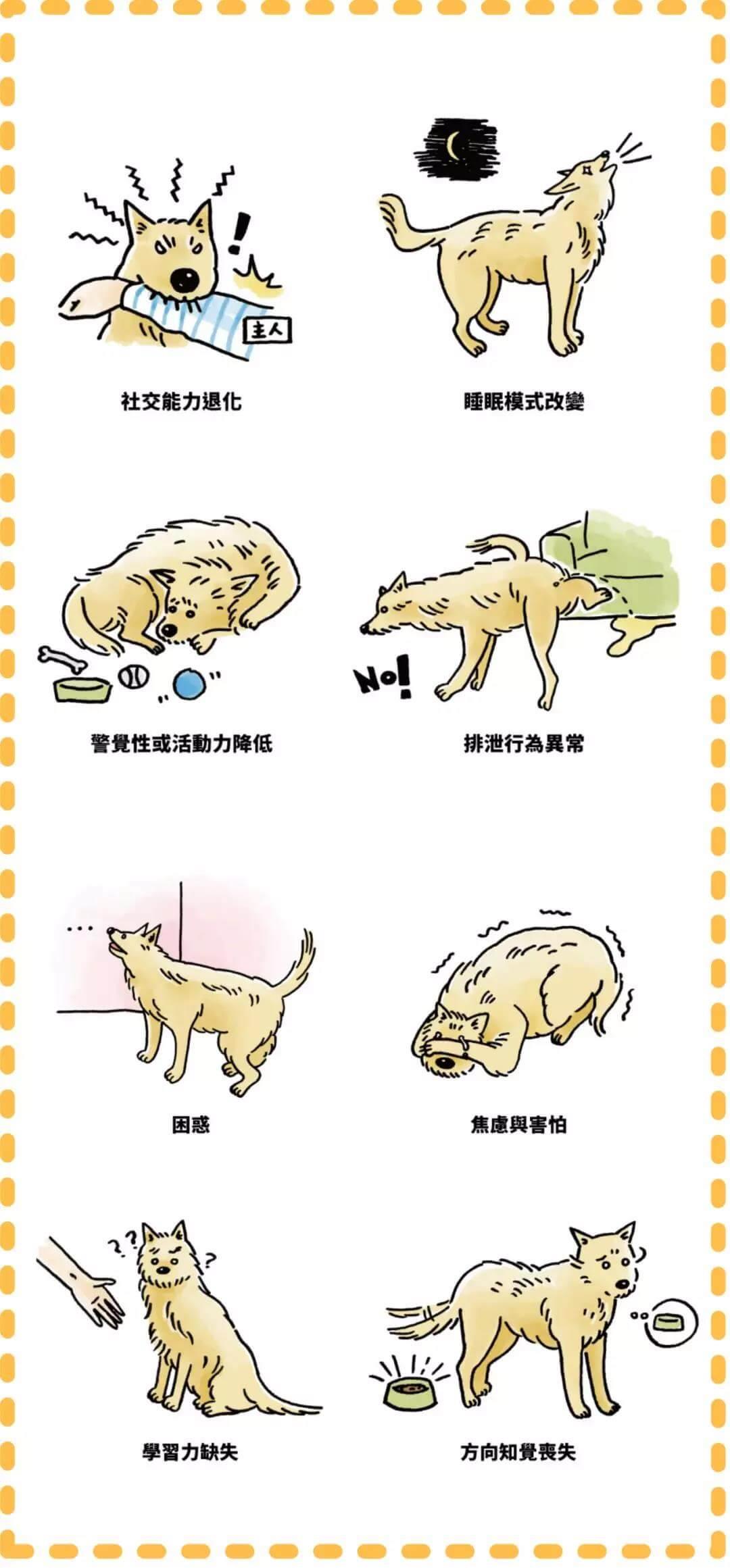 什么是老年犬症候群？主人需要做些什么？