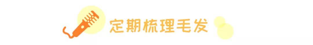 什么是老年犬症候群？主人需要做些什么？