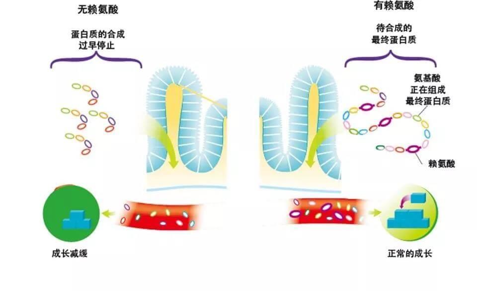 宠物保持好胃口，这些神秘元素少不了