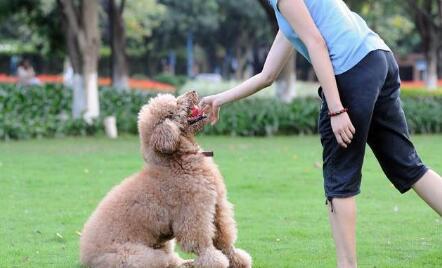 训练狗狗跟随, 学会这5招“杀手锏”让狗狗对你寸步不离!