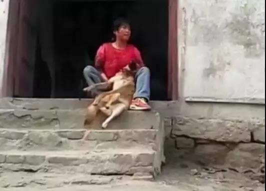狗狗交配的时候不能随意打断，严重者致死！
