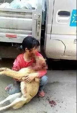 狗狗交配的时候不能随意打断，严重者致死！