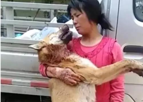 狗狗交配的时候不能随意打断，严重者致死！