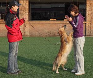 狗狗喜欢扑人的原因  狗狗喜欢扑人怎么训练