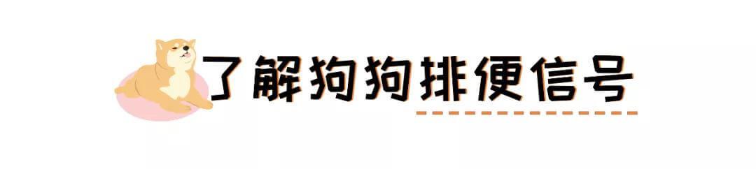 训了100遍的定点上厕所，宠物们到底还能不能学会？