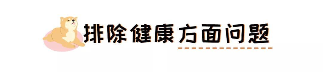 训了100遍的定点上厕所，宠物们到底还能不能学会？