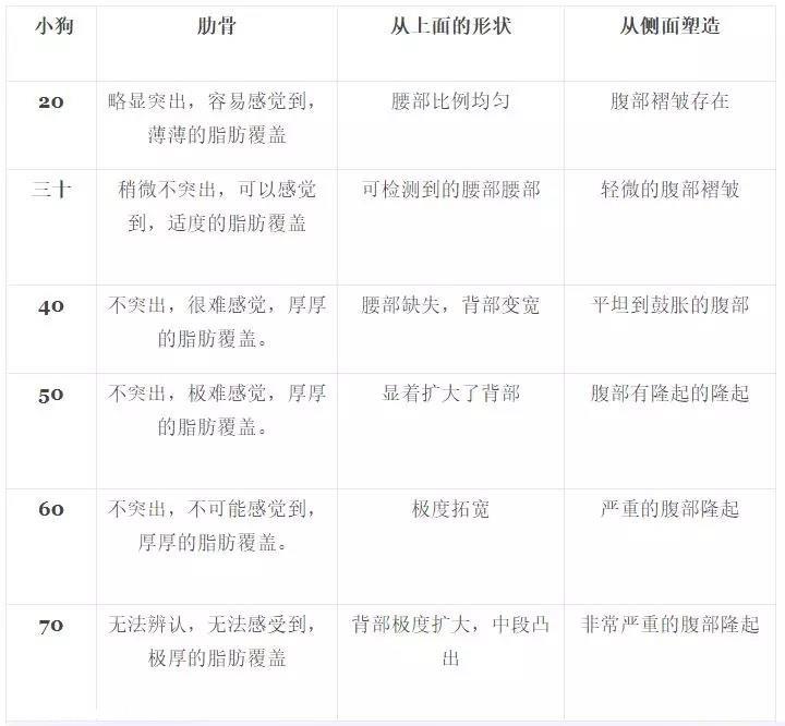 宠物不宜过度肥胖，宠物过度肥胖的危害不容忽视!